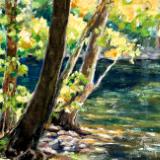 Sunlit Sycamores