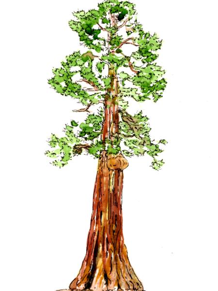 sequoia tree - Tracy C. Wager
