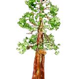 sequoia tree