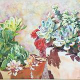 Potted Succulents 2nd in 2015 garden series