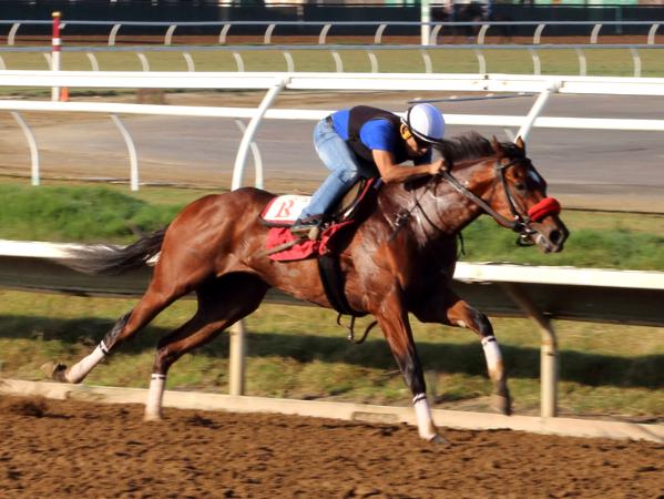 Early Morning Workout at Del Mar Thoroughbred Horses