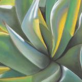 Foxtail Agave