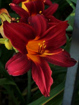 Daylily on the Promenade