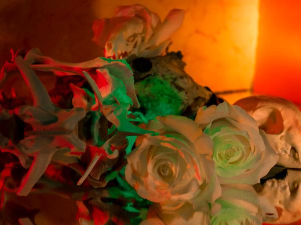 Still Life with Roses and Bones