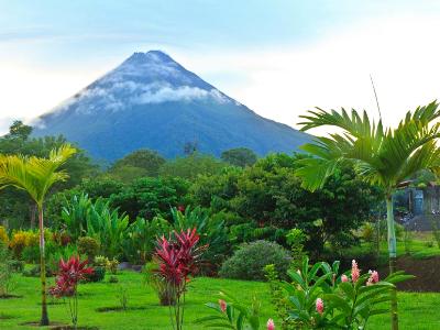 Arenal Volcano and Palm Trees Arenal Volcano and Palm Trees