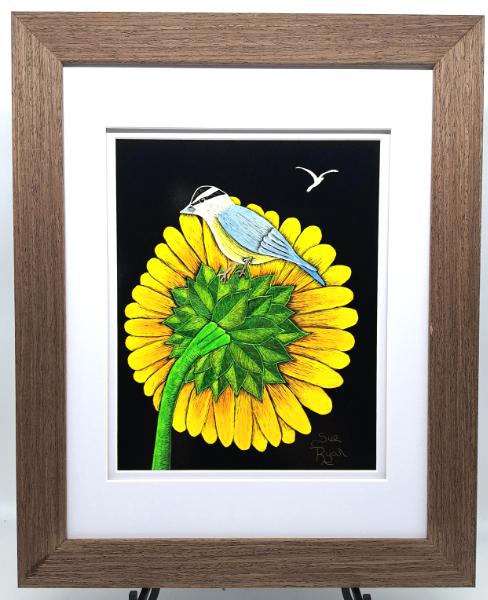 Nuthatch on Sunflower