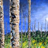 Aspens at dawn