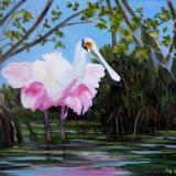 Roseate Spoonbill 1