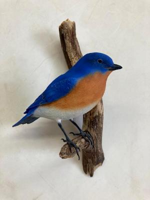 Bluebird #8