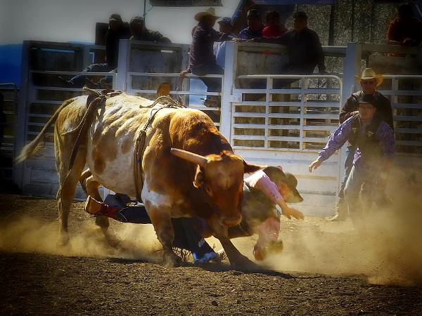  Middle of a Rodeo Bull Ride Short Story