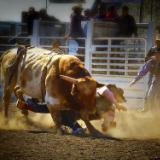  Middle of a Rodeo Bull Ride Short Story