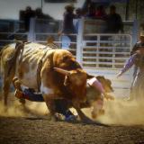  Middle of a Rodeo Bull Ride Short Story