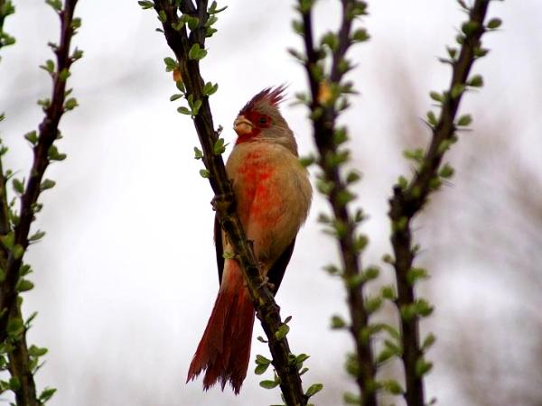 Pyrrhuloxia