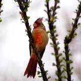 Pyrrhuloxia