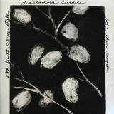 Lunaria 67: Diaphanous Dividers