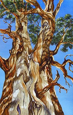 Gnarly Cedar