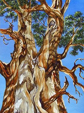 Gnarly Cedar Gnarly Cedar