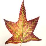 Red Leaf