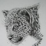 Leopard crouching