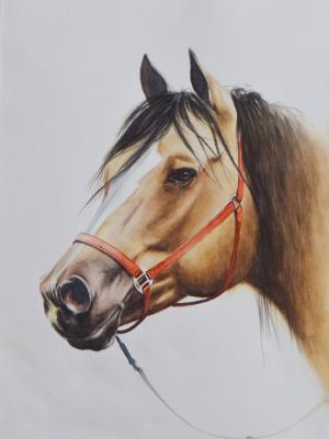 The beauty of the Buckskin Horse, 56cm x 38cm, 2018