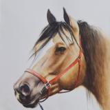 The beauty of the Buckskin Horse, 56cm x 38cm, 2018