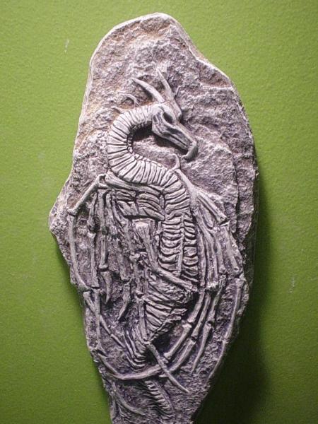 "Dragon Fossil"