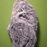 "Dragon Fossil"