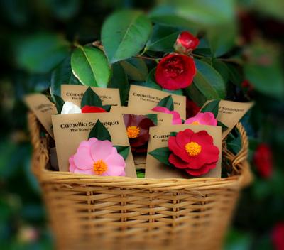 Flower Sculptures Camellia Pins Display Flower Sculptures Camellia Pins Display