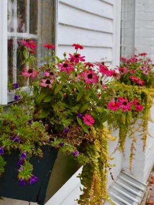 trailing flowers