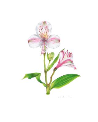 Peruvian Lily