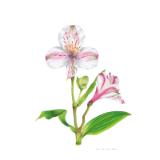 Peruvian Lily