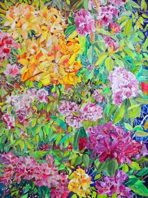 Humboldt Rhododendrons Humboldt Rhododendrons