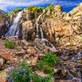 Timberline Falls and Mountain Bluebells