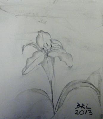 Tigar Lilly (one at a time) Tigar Lilly (one at a time)