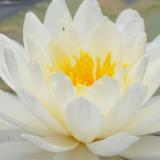 Water Lily