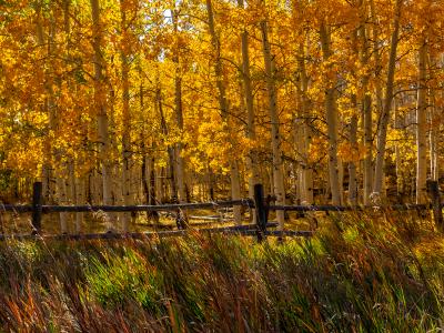 Colorful Aspen Fence Colorful Aspen Fence