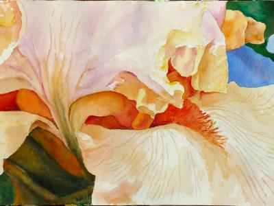 Slice of an apricott Iris