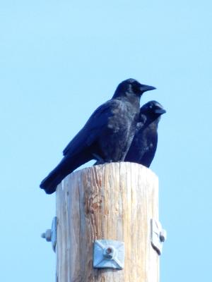 Two Crows