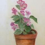 Begonia in Clay