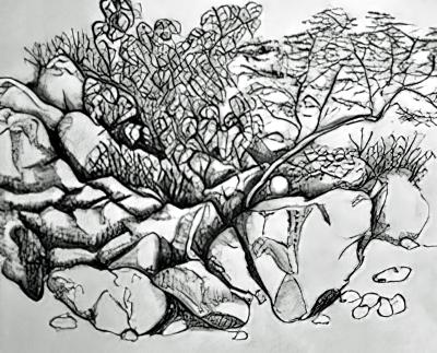 Bush in the Rocks Bush in the Rocks