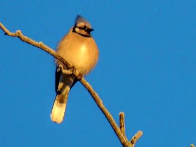 Blue Jay on a Sunny Day