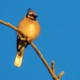 Blue Jay on a Sunny Day