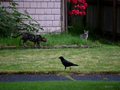 Aberdeen Cats Vol. 2 Aberdeen Cats Vol. 2