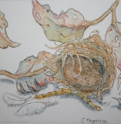 The Wrens Nest - (Student)