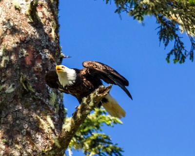 Bald Eagle Takeoff Bald Eagle Takeoff
