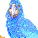 Parrot in the Blue