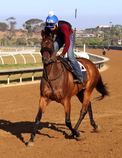 Del Mar Racetrack Morning Workout Thoroughbred Horses