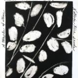 Lunaria 60: Bounty of Pearls