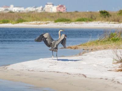 Heron Beach Landing Heron Beach Landing