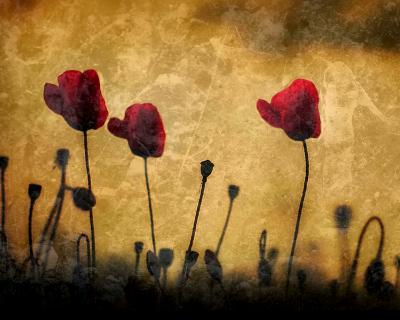 Parchment poppies